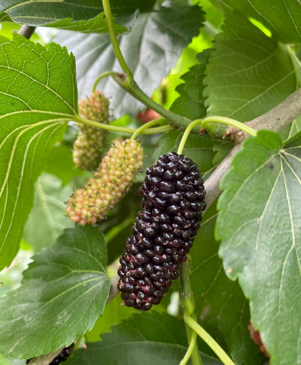 S36沙龙会 - 要玩就玩沙龙会